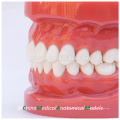 Modèles dentaires dentaires standard avec 28pcs dents amovibles fixées par la cire 13001